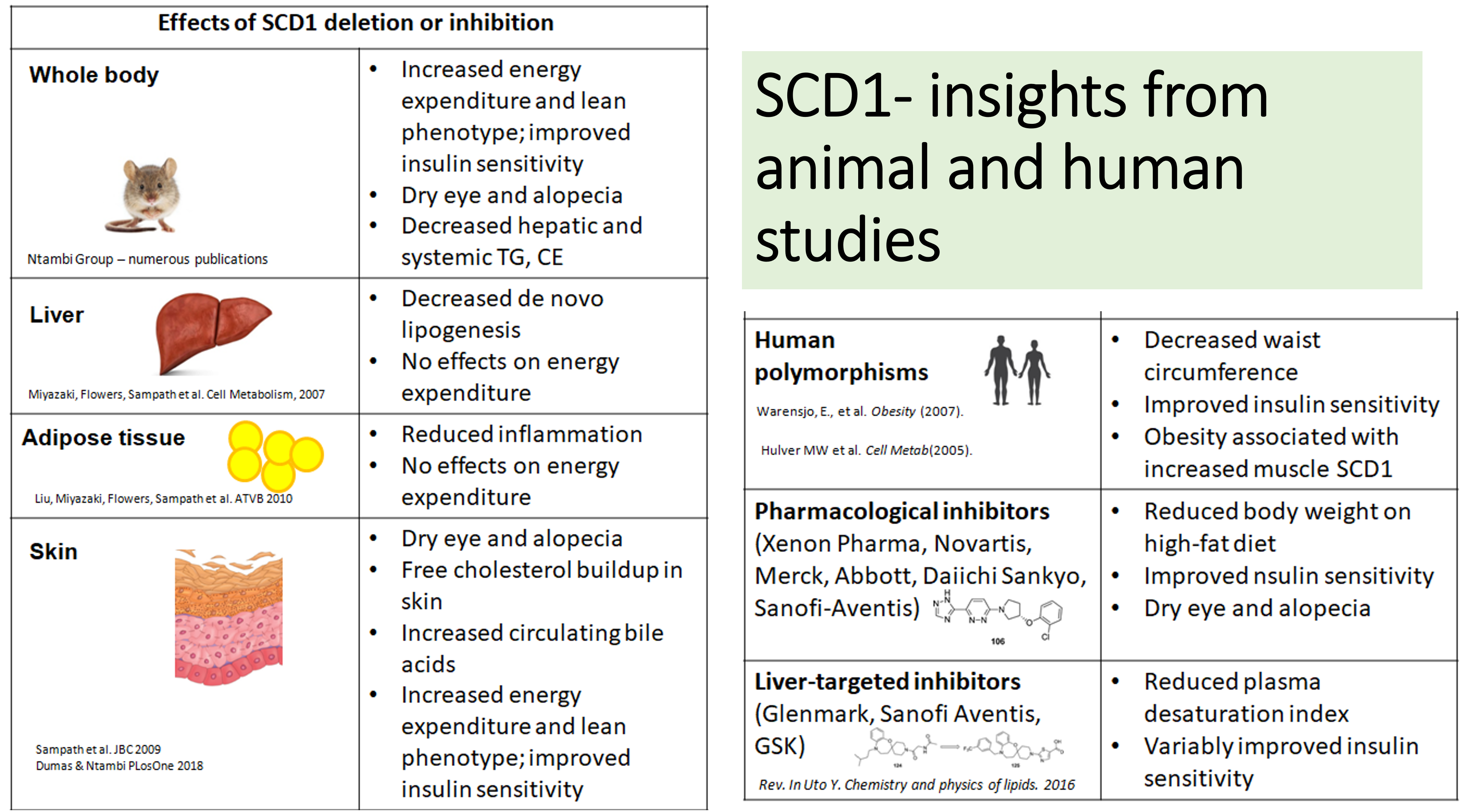 SCD inhibition what is known